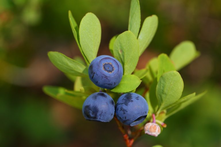 Cascade Billberry - Vaccinium deliciosum