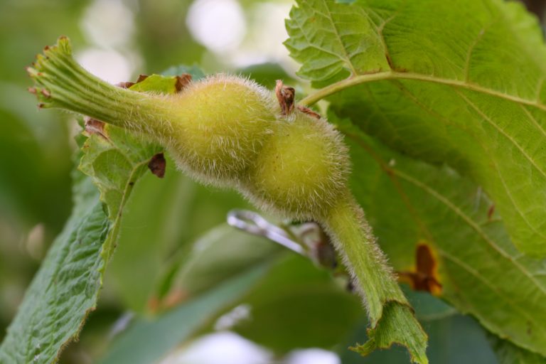 Beaked Hazelnut - Corylus cornuta