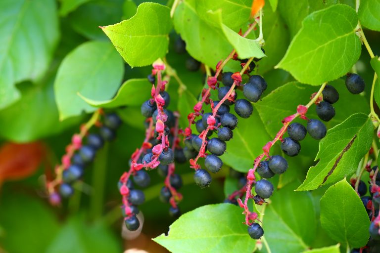 Salal - Gaultheria shallon