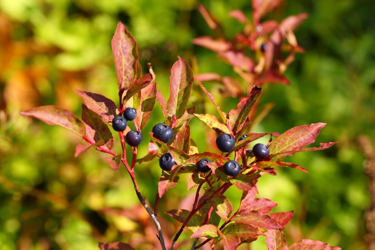 Black Huckleberry - Vaccinium membranaceum