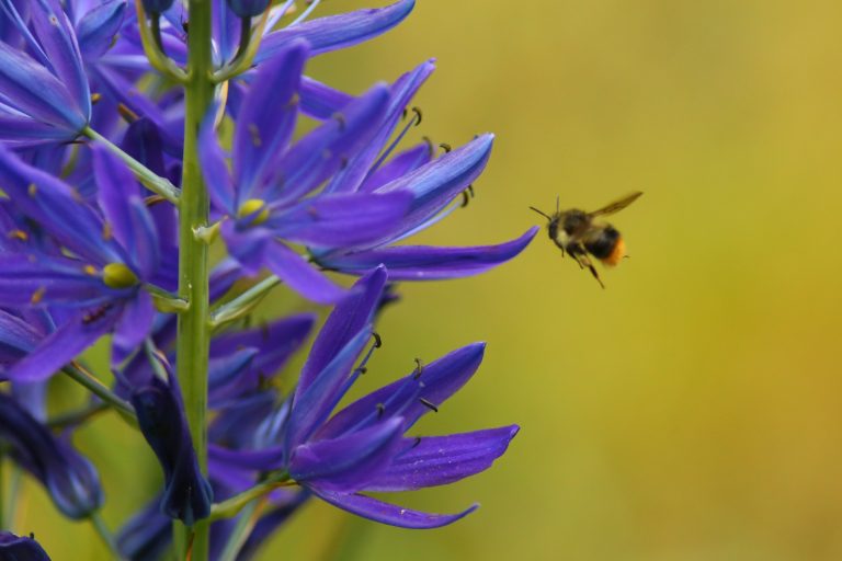 Great Camas - Camassia leichtlinii