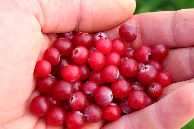 Bog Cranberry - Vaccinium oxycoccos