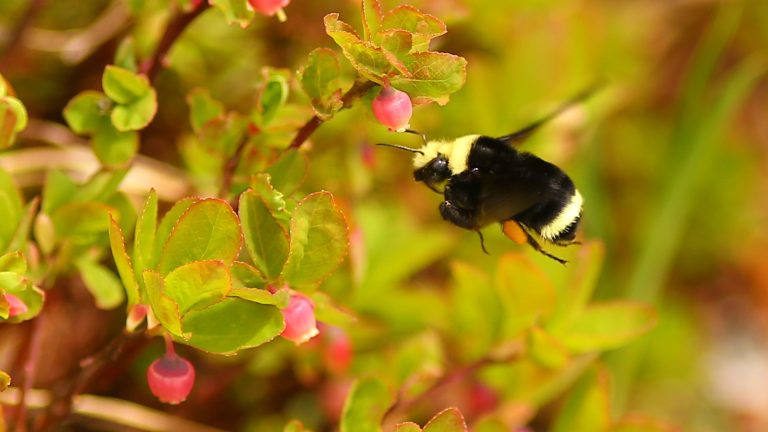 Cascade blueberry - Vaccinium deliciosum