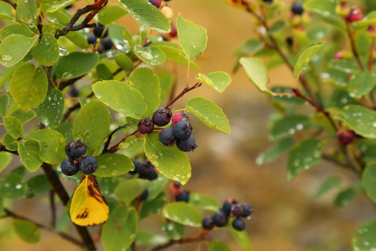 Saskatoon/Serviceberry - Amelanchier alnifolia