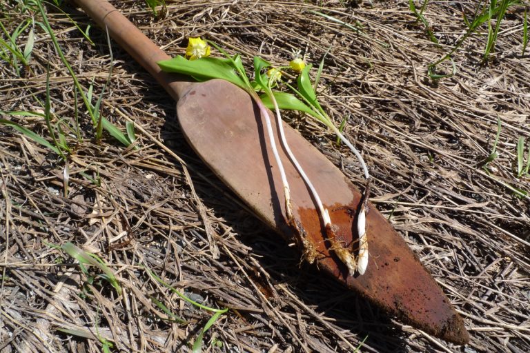 Yellow Avalanche Lily - Erythronium Grandiflorum