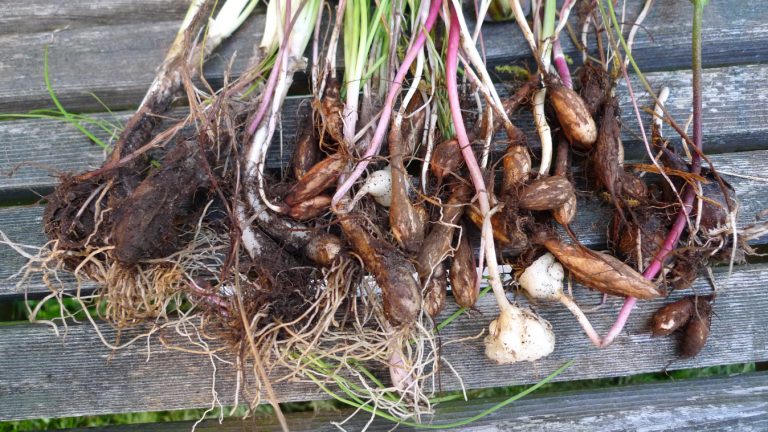 Camassia, Allium, Fritillaria, & Perideridia Roots