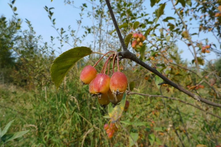 Pacific Crabapple - Malus fusca